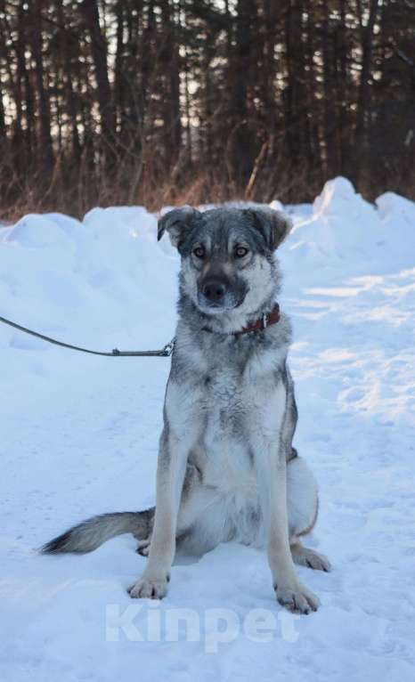 Собаки в Москве: Марси нужен дом  Девочка, Бесплатно - фото 2