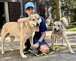 Собаки в других городах Московской области: Пес Грей ищет дом! Мальчик, Бесплатно - фото 4
