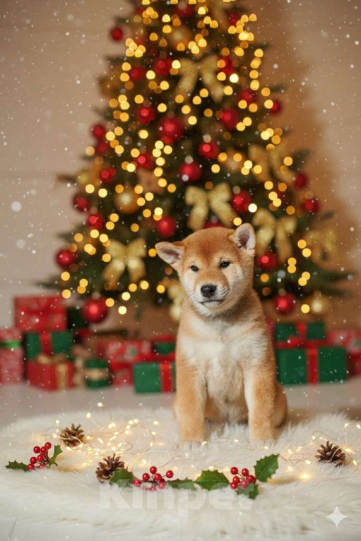 Собаки в Екатеринбурге: сиба-ину щенки  Девочка, 45 000 руб. - фото 1