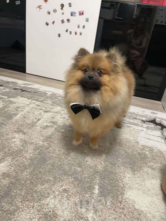 Собаки в Москве: Отдам в хорошие руки Мальчик, 15 000 руб. - фото 1