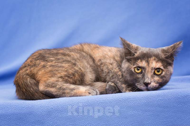 Кошки в Москве: Очаровательный трехцветный котенок Нинэль в дар Девочка, 1 руб. - фото 3