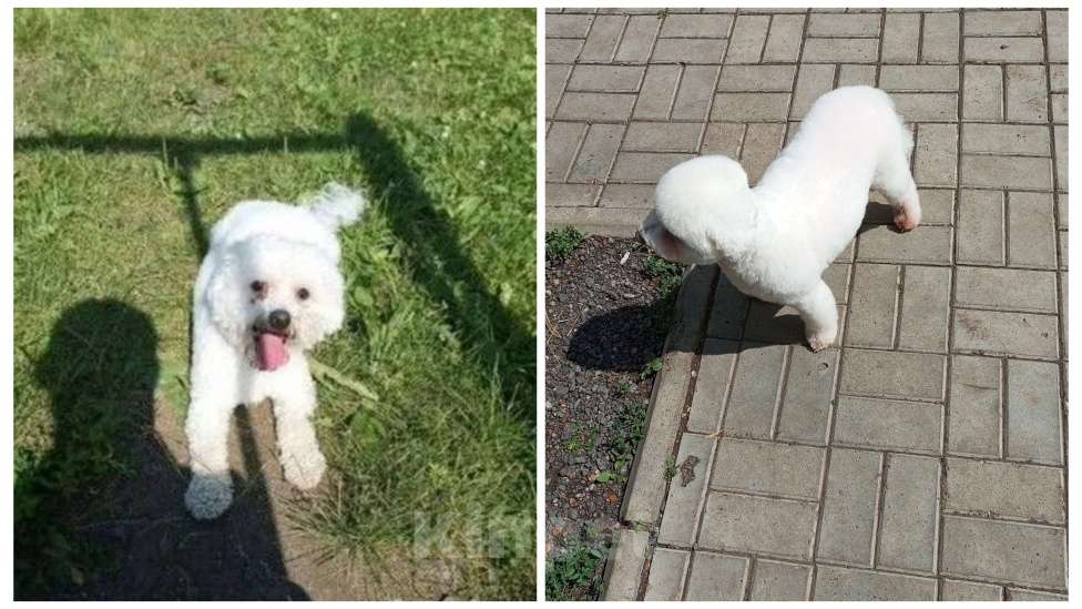 Собаки в других городах Башкортостана: Продам собачку. Кобель кастрированный очень дружелюбный прививки, проглистогонины своевременно  Мальчик, 40 000 руб. - фото 2