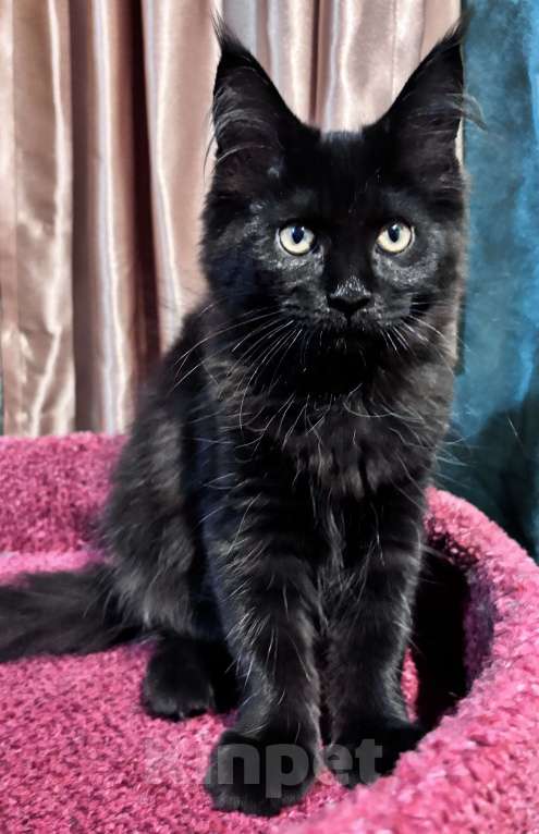 Кошки в Петергофе: Девулечка Девочка, 45 000 руб. - фото 8