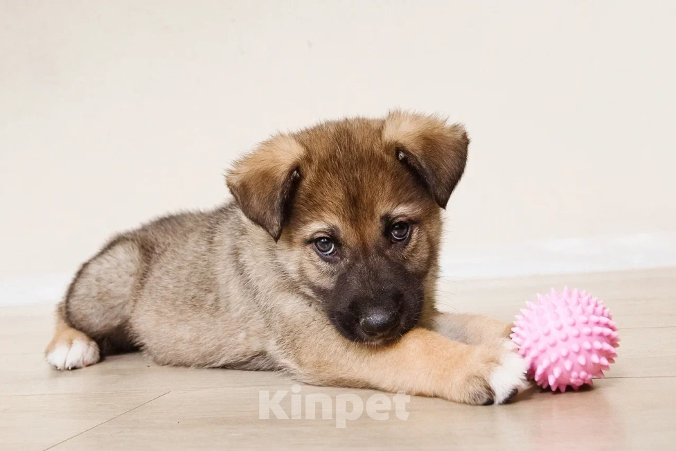 Собаки в Лосином-Петровском: Форест якутенок Мальчик, Бесплатно - фото 2