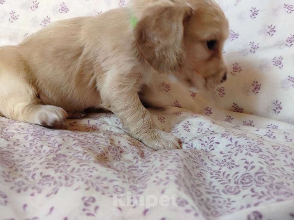 Собаки в других городах Московской области: Щенки английский кокер спаниель Мальчик, 22 000 руб. - фото 8