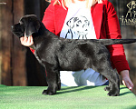 Собаки в Екатеринбурге: Щенок лабрадора Мальчик, 50 000 руб. - фото 1