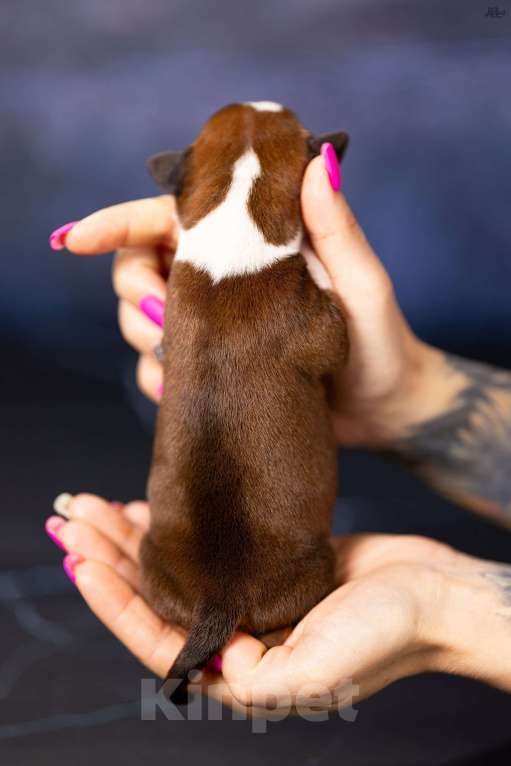 Собаки в других городах Московской области: Мальчик 1 Мальчик, 90 000 руб. - фото 2