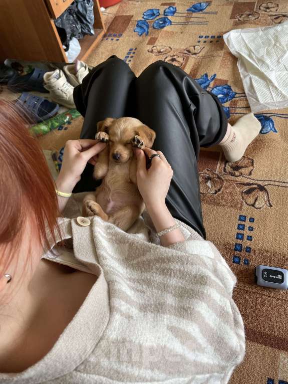 Собаки в Челябинске: щенок кокер пудель  Мальчик, 6 000 руб. - фото 2