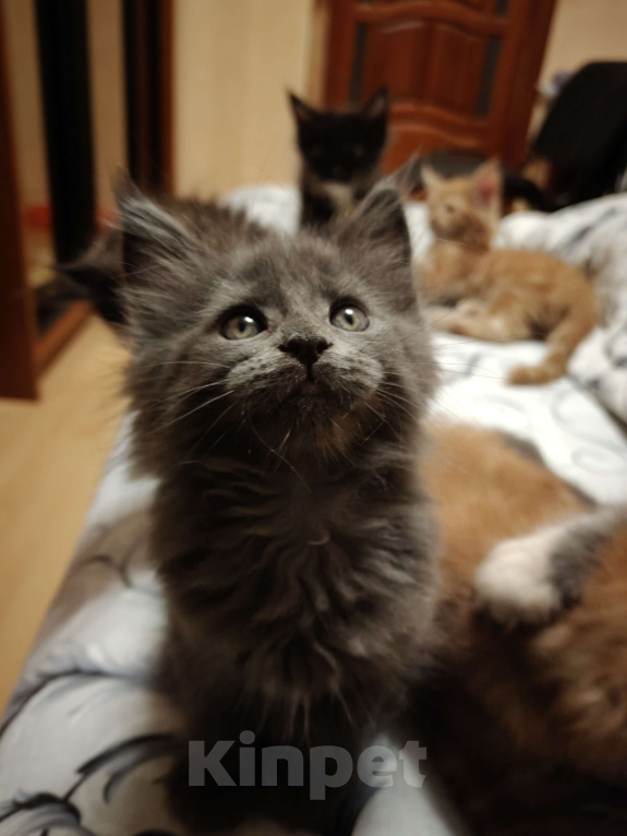 Кошки в Москве: Кошечка-бусинка девочка голубой солид Девочка, 75 000 руб. - фото 4