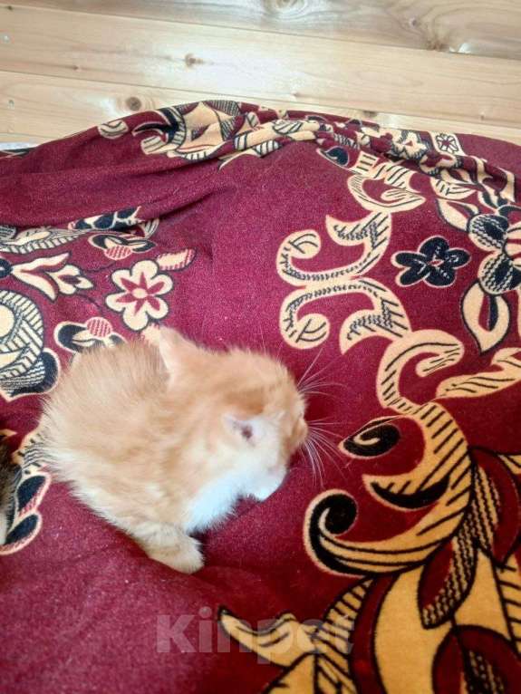 Кошки в других городах Тульской области: 2 котика и 2 кошечки, кушают, к туалету приучены, от кошки мышелова Мальчик, Бесплатно - фото 9