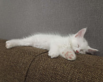 Кошки в Нижнем Новгороде: Котята мейн-кун Девочка, 12 000 руб. - фото 2