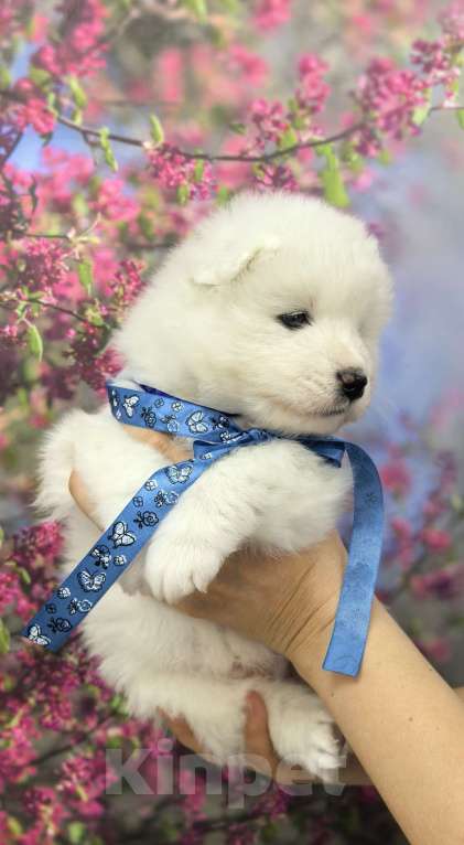 Собаки в Саяногорске: Щенок самоеда Мальчик, 65 000 руб. - фото 5