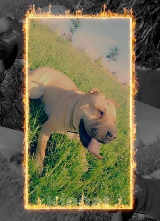 Собаки в Тольятти: Шарпей девочка Девочка, Бесплатно - фото 2