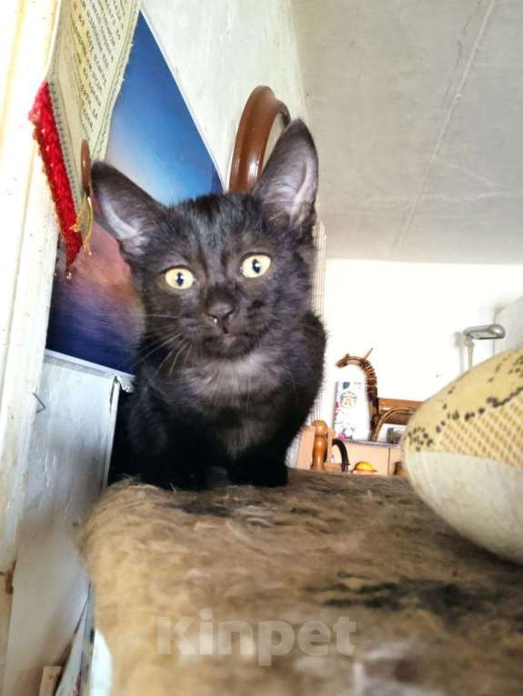 Кошки в Красногорске: Котенок Луна 2,5 месяца ждет родителей  Девочка, Бесплатно - фото 2