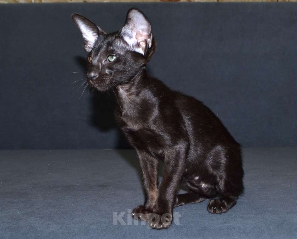 Кошки в Глазове: Хуба Буба Девочка, 40 000 руб. - фото 2