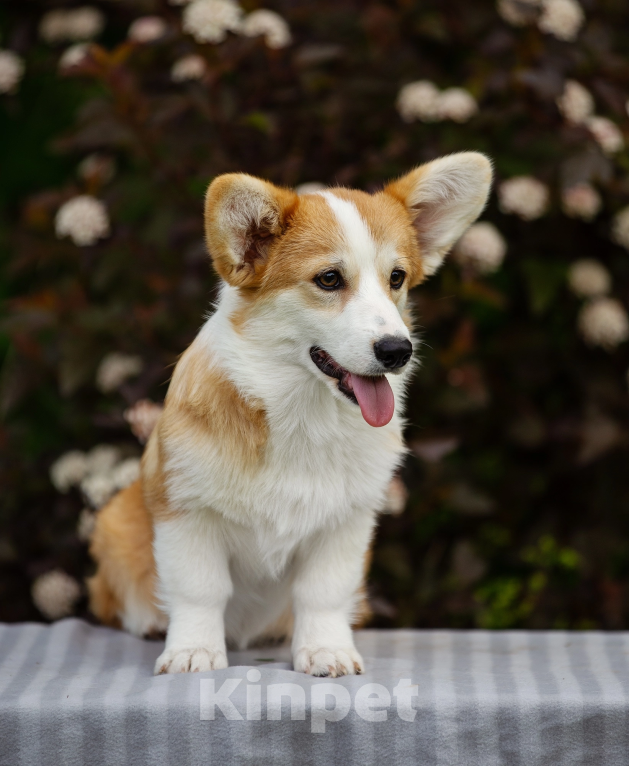 Собаки в Нижнем Новгороде: Питомник предлагает щенков вельш корги пемброк Мальчик, 40 000 руб. - фото 2
