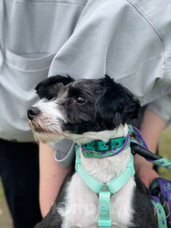 Собаки в Санкт-Петербурге: Маленький пёсик китайской хохлатой породы ищет дом Мальчик, Бесплатно - фото 5