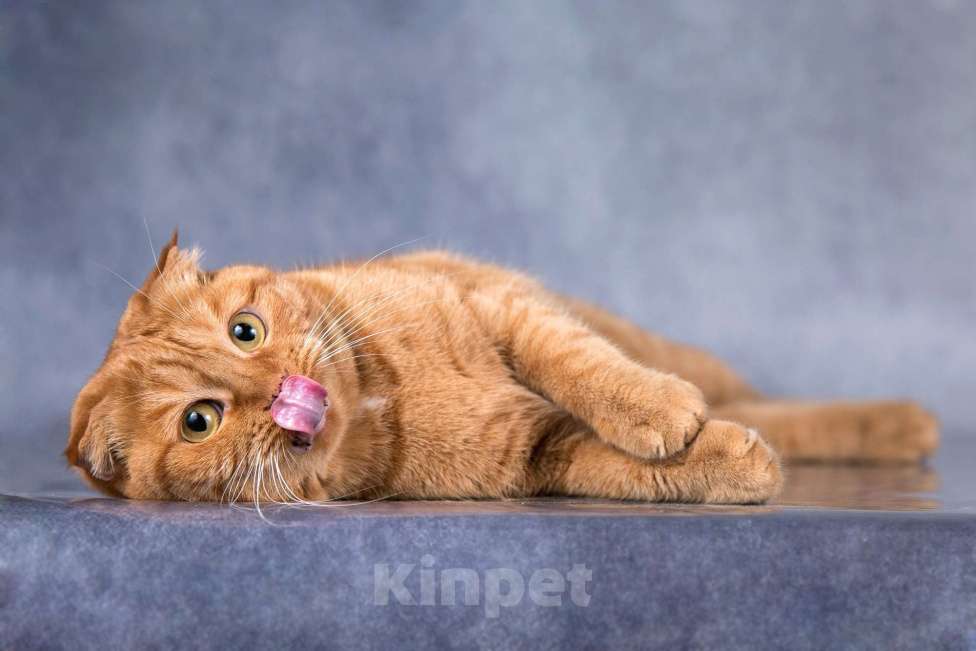 Кошки в Москве: Рыжая вислоухая кошечка Манго в добрые руки Девочка, Бесплатно - фото 2