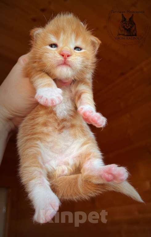 Кошки в Санкт-Петербурге: Котята мейн -куна Мальчик, 50 000 руб. - фото 1