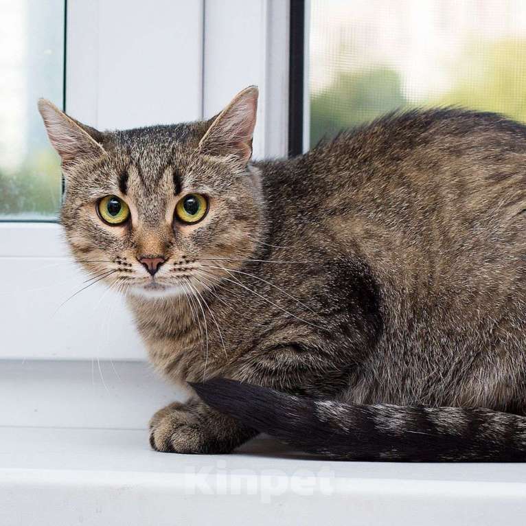 Кошки в Москве: Кошечка Поля грустит на передержке: неужели полосатенькие никому не нравятся? Девочка, Бесплатно - фото 5