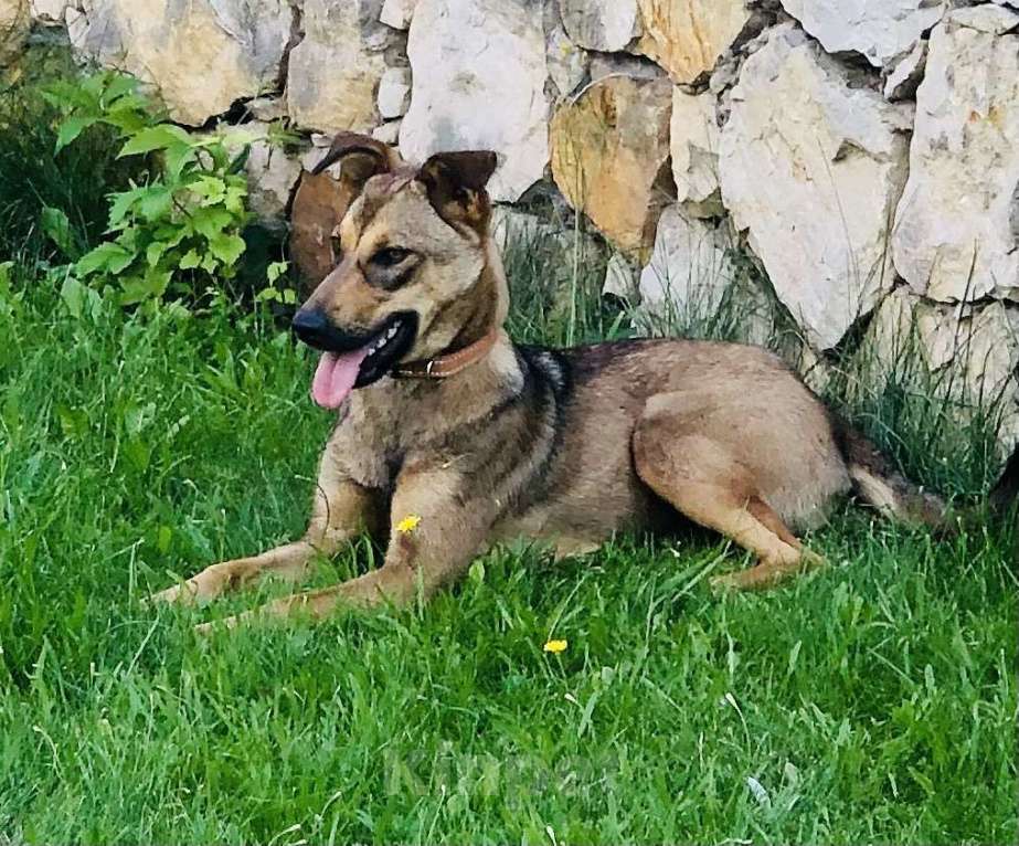 Собаки в Санкт-Петербурге: Скромная Дина Девочка, Бесплатно - фото 1