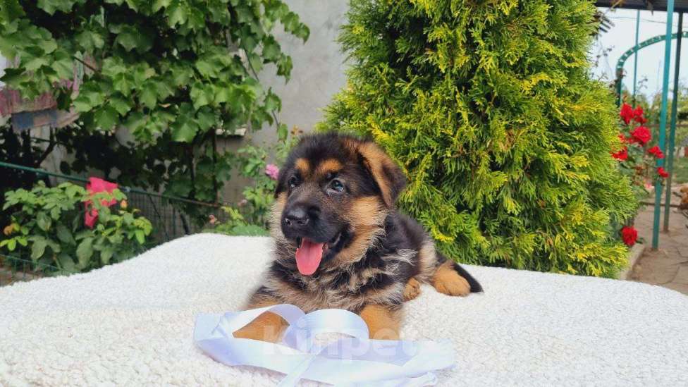 Собаки в Санкт-Петербурге: Щенок немецкой овчарки  Девочка, 65 000 руб. - фото 2