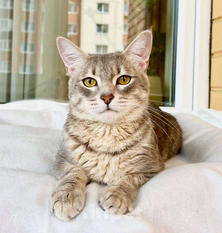 Кошки в Москве: Сноу - молодой котик ищет дом, в добрые руки Девочка, Бесплатно - фото 8