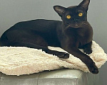 Кошки в Ростове-на-Дону: Европейская Бурма котята Девочка, Бесплатно - фото 9