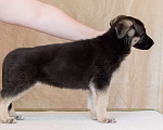 Собаки в Орле: Продам щенков восточноевропейской овчарки , 1 руб. - фото 5