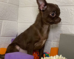 Собаки в Москве: продаётся щенок чихуахуа шоколадного окраса Девочка, 40 000 руб. - фото 2