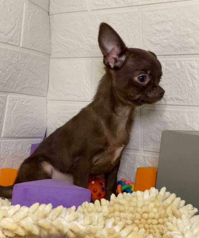 Собаки в Москве: продаётся щенок чихуахуа шоколадного окраса Девочка, 40 000 руб. - фото 2