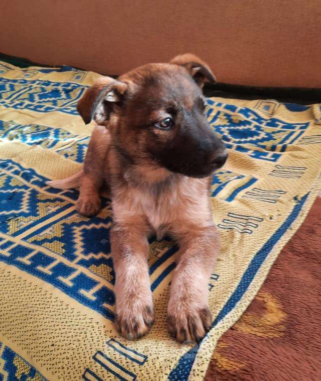 Собаки в Волгограде: Отдам в добрые руки щенков Девочка, Бесплатно - фото 2