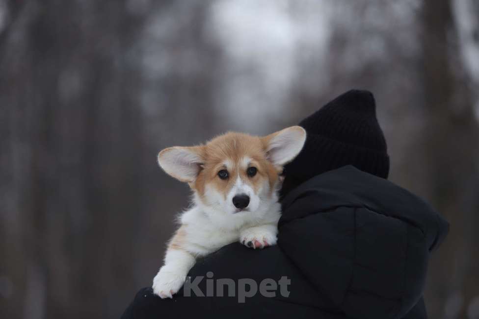 Собаки в Тюмени: Винтер Мистери Рублевский мажор Мальчик, 50 000 руб. - фото 4