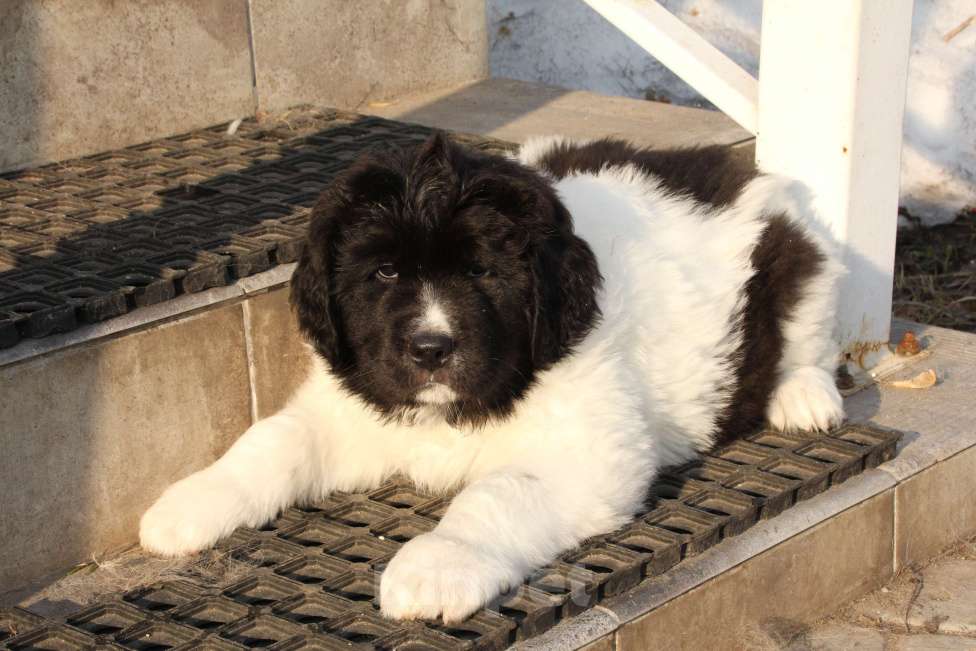 Собаки в других городах Московской области: Щенки Ландсира Девочка, Бесплатно - фото 8
