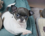 Собаки в Москве: Бело-голубая девочка чихуахуа Девочка, 45 000 руб. - фото 2