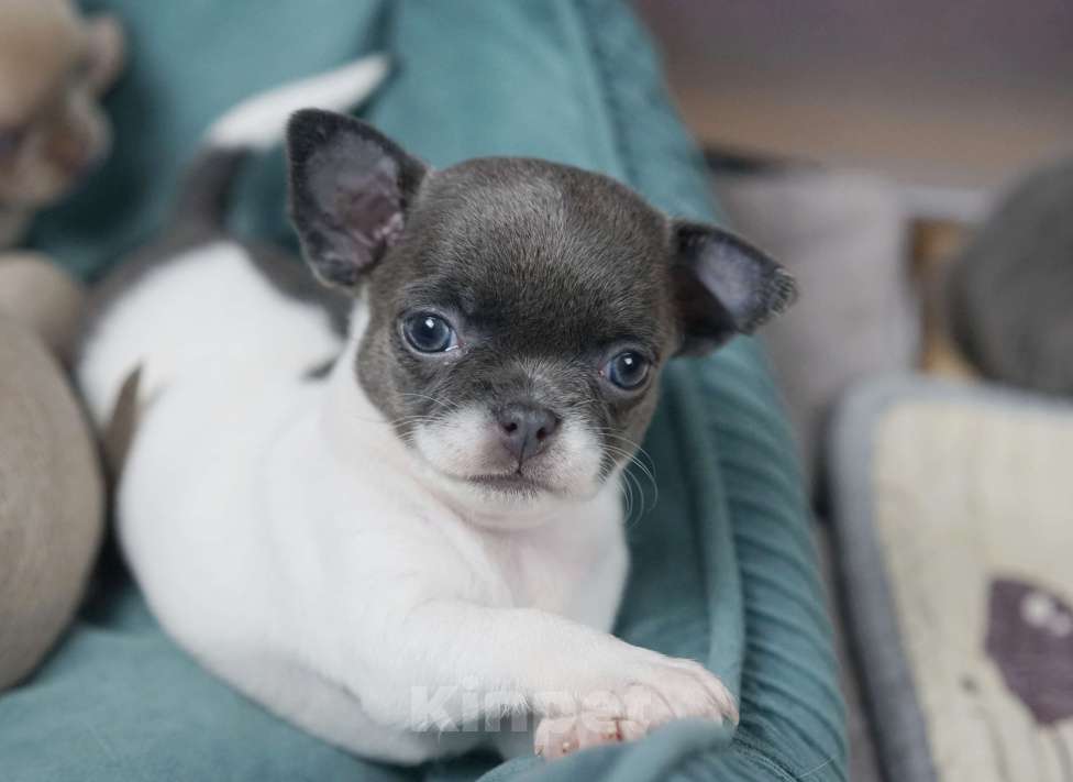 Собаки в Москве: Бело-голубая девочка чихуахуа Девочка, 45 000 руб. - фото 2