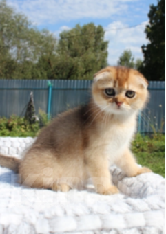 Кошки в Новочебоксарске: Вислоухий котик  Мальчик, Бесплатно - фото 1