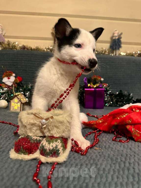 Собаки в Лосином-Петровском: Орфей якутята ппбж Мальчик, Бесплатно - фото 3