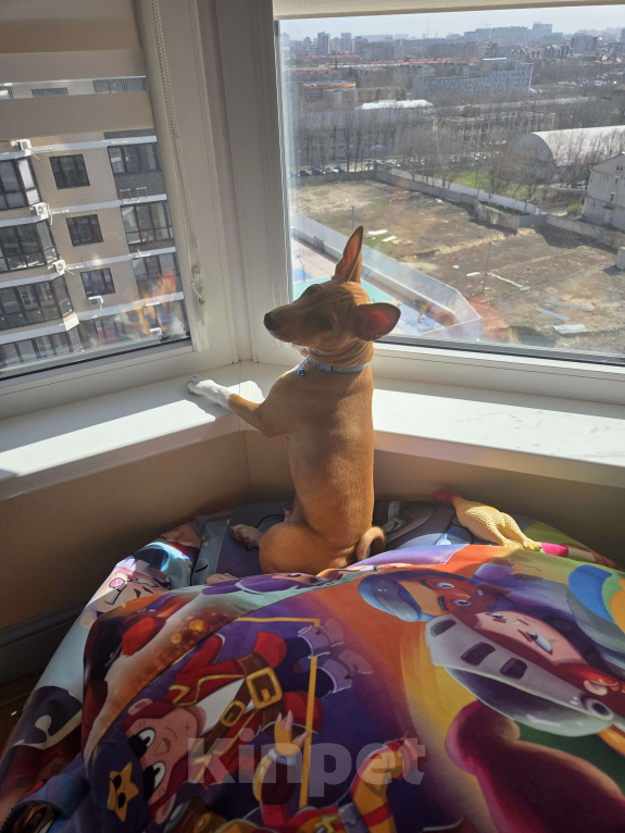 Собаки в Краснодаре: Вольт ждёт новую семью Мальчик, Бесплатно - фото 3