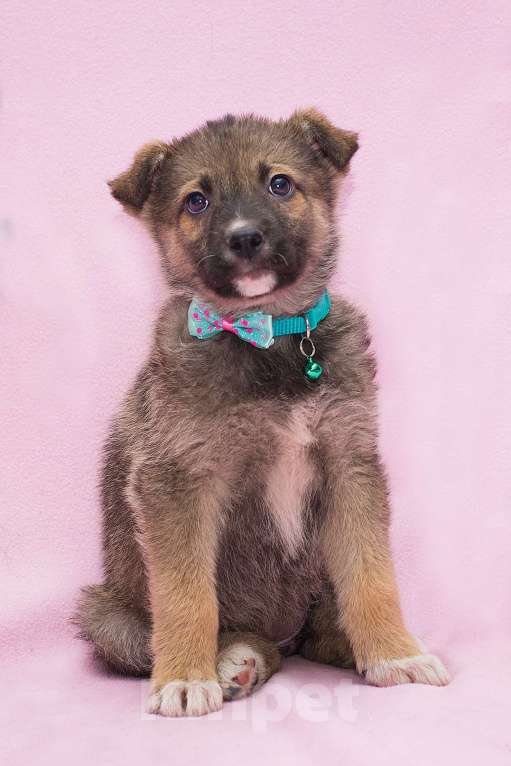 Собаки в Москве: Щенулька размером с кошку Девочка, Бесплатно - фото 2