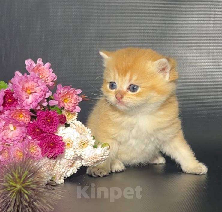 Кошки в Волгограде: Мальчик  Мальчик, 15 000 руб. - фото 1