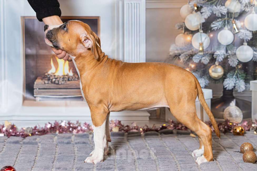 Собаки в Красногорске: Девочка 4  Девочка, 70 000 руб. - фото 3