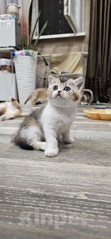 Кошки в Балашихе: Прямоухая малышка Девочка, 30 000 руб. - фото 2