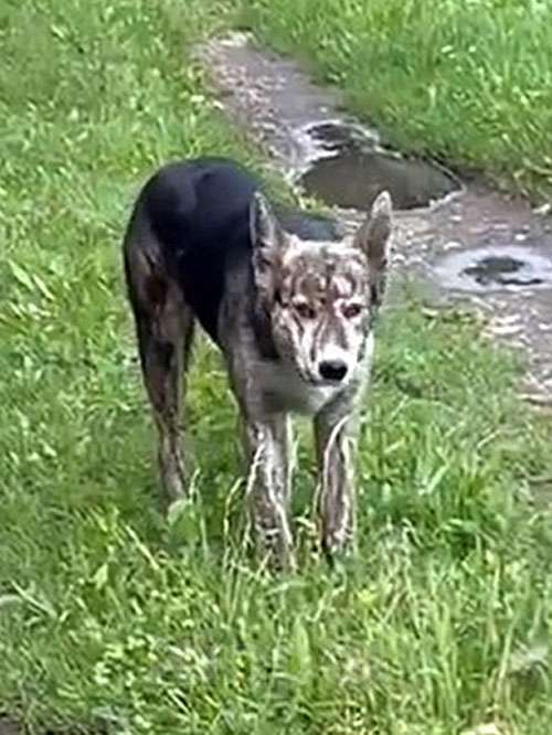 Собаки в Туле: Ласковый, дружелюбный песик-подросток Проша ищет дом Мальчик, 10 руб. - фото 6