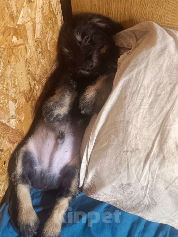 Собаки в других городах Рязанской области: Щенки дорки Мальчик, 3 000 руб. - фото 6