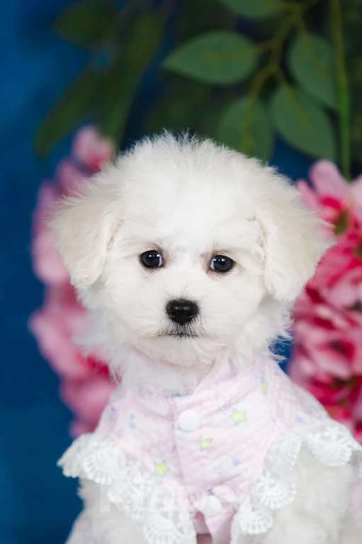 Собаки в Новосибирске: Бишон фризе. Девочка, 150 000 руб. - фото 6