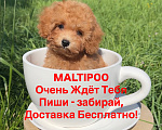 Собаки в Москве: Мальтипу - Умнейший щенок Мальчик, Бесплатно - фото 8