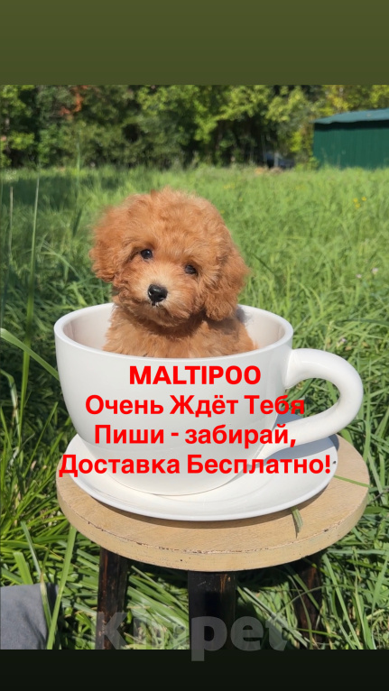 Собаки в Москве: Мальтипу - Умнейший щенок Мальчик, Бесплатно - фото 8