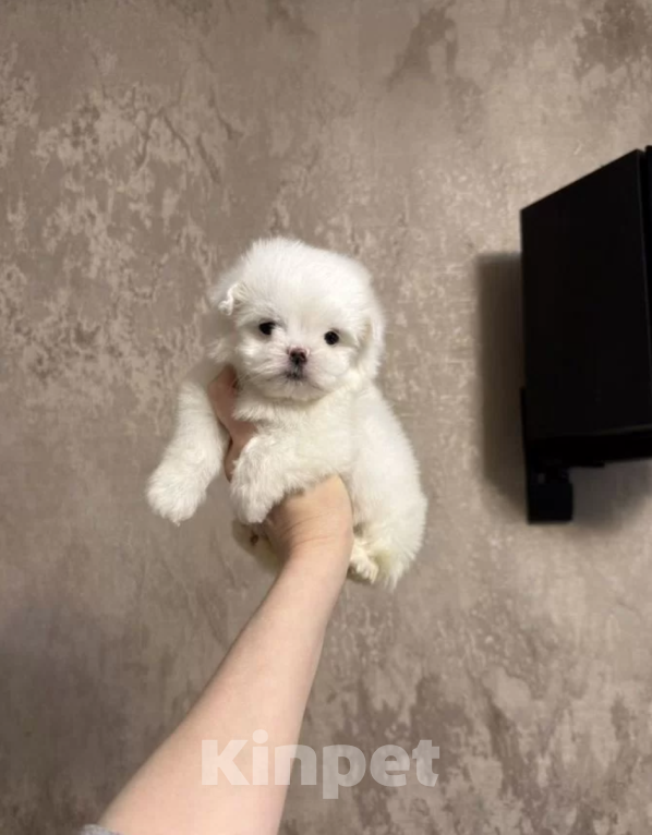 Собаки в Москве: Девочка Девочка, 55 000 руб. - фото 1