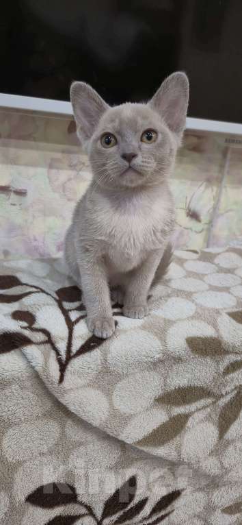 Кошки в Ступино: Бурманские котята Девочка, 35 000 руб. - фото 4